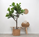 Ficus Lyrata-Ausleger – 180 cm – ⌀30