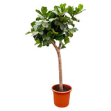 Ficus Lyrata-Boom XXXL - 230 cm - ø42