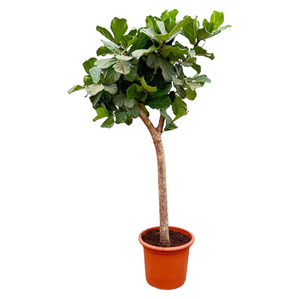 Ficus Lyrata-Boom XXXL - 230 cm - ø42