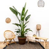 Strelitzia Augusta Multistamm XXL - 225 cm - ø40