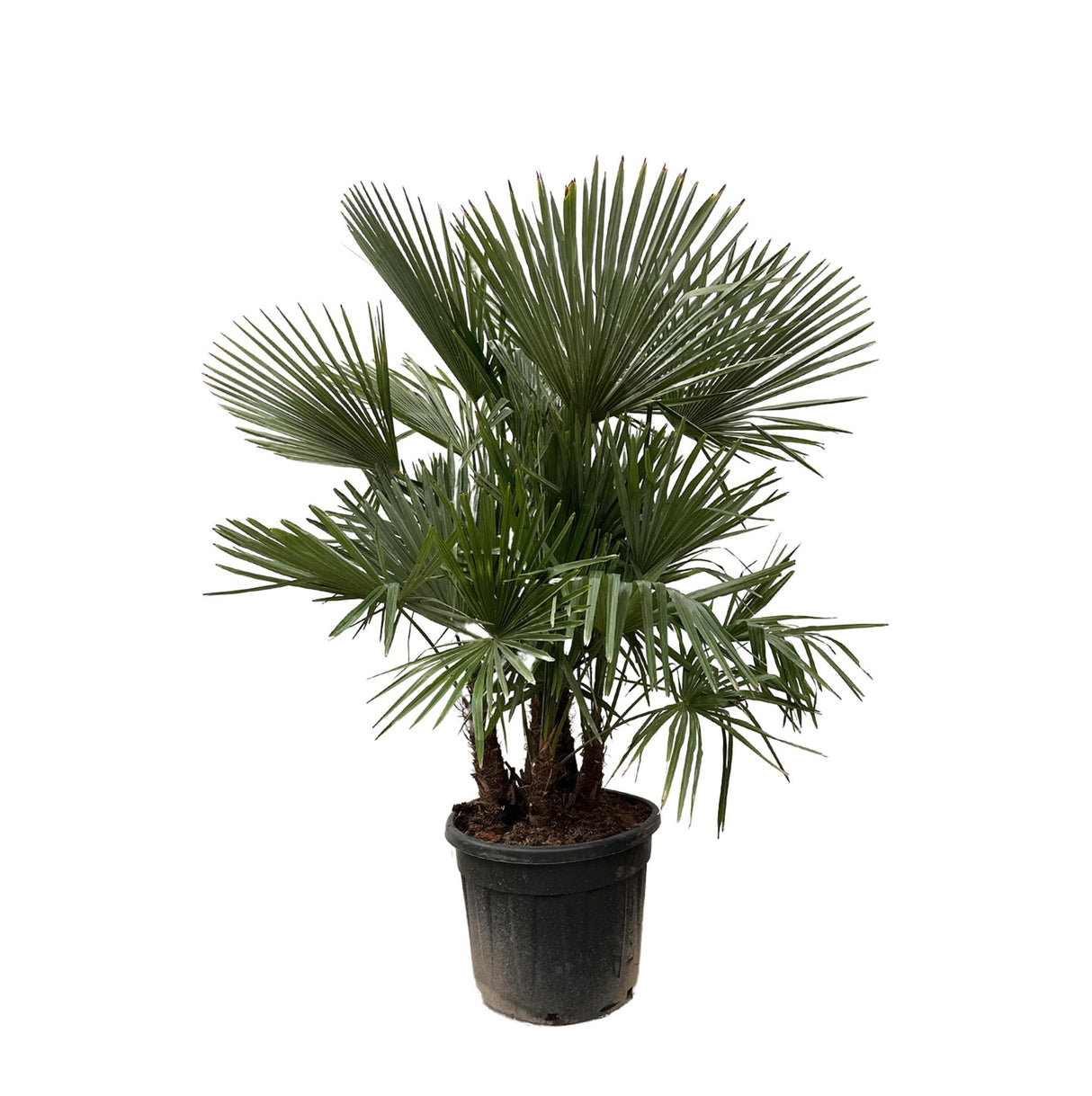 Trachycarpus multi stam – 200 cm – Ø45