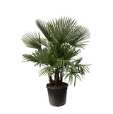 Trachycarpus multi stam – 200 cm – Ø45