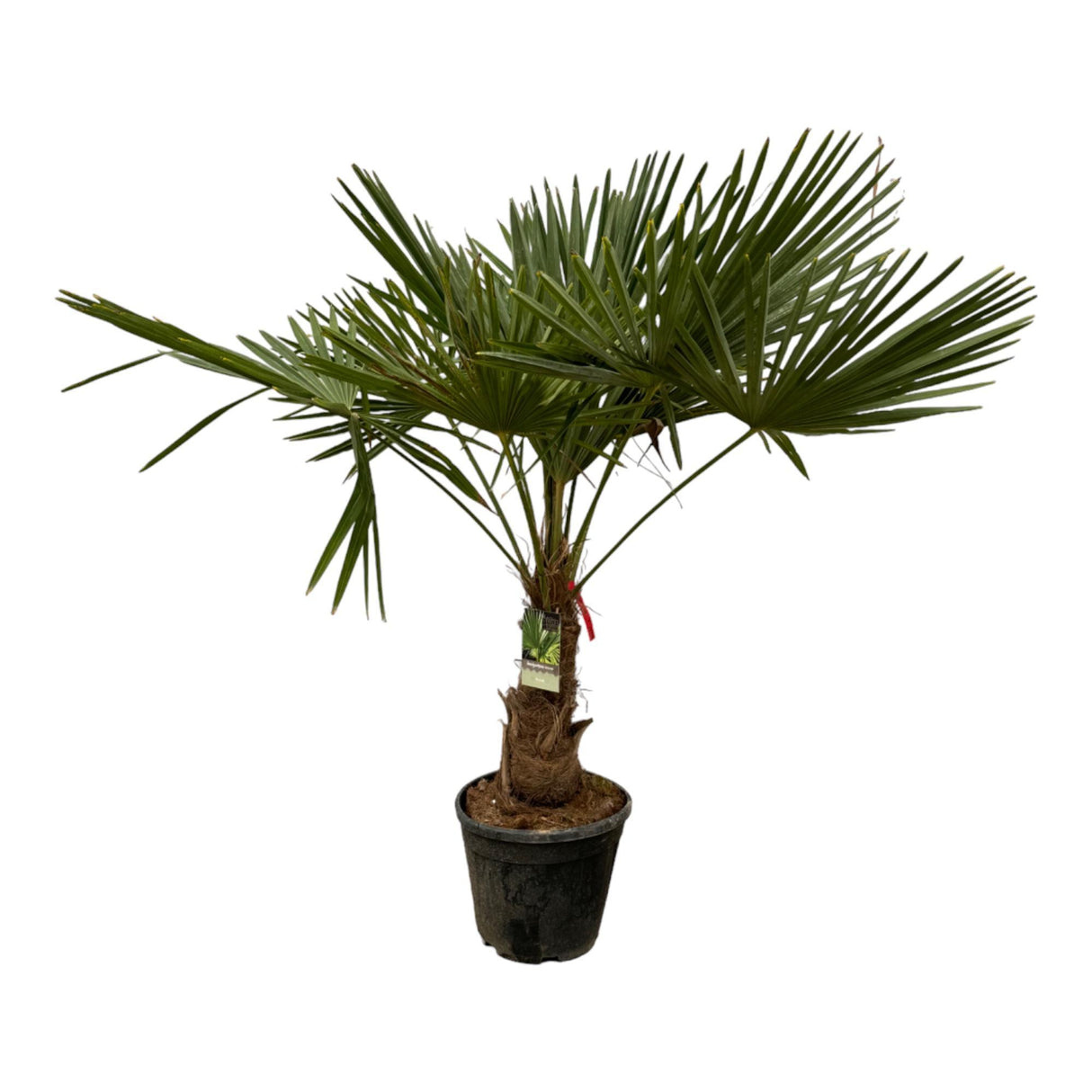 Trachycarpus Fortuneii – 200 cm – Ø30 cm