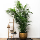 Kentia-Palme XXL – 260 cm – ø35
