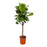 Ficus Lyrata-Ausleger – 180 cm – ⌀30