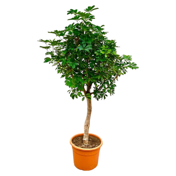Schefflera auf Stamm – 225 cm – ø45