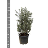 Olea Europaea strikt – 225 cm – Ø50