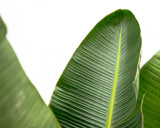 Luxuriöse Strelitzia Augusta XXL – 250 cm – ø38
