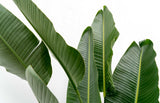 Strelitzia Augusta Multistamm XXL - 225 cm - ø40