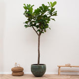 Ficus Lyrata-Boom XXXL - 300 cm - ø55
