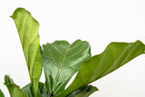 Ficus Lyrata vertikal XL - 200cm - ø32
