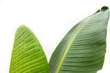Strelitzia Augusta – 210 cm – ⌀30