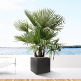Trachycarpus multi stam – 200 cm – Ø45