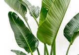 Strelitzia Augusta mehrstämmig