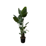 Strelitzia Nicolai XXL - 250 cm - ø50