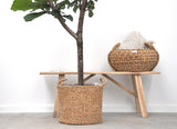 Ficus Lyrata-Ausleger – 180 cm – ⌀30