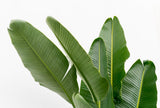 Strelitzia Augusta Multistamm XXL - 225 cm - ø40