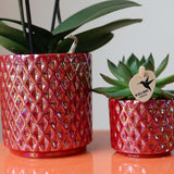 Kolibri-Orchideen | Rode Phalaenopsis Orchidee Kongo + Perlentopf rot - Topf Ø9cm | Bloeiende kamerplant - vers van de kweker