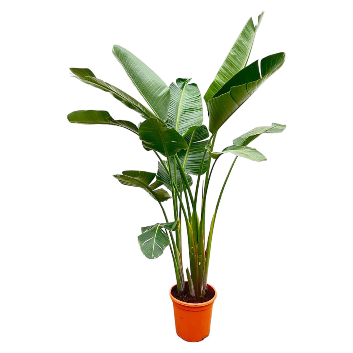 Luxuriöse Strelitzia Augusta XXL – 250 cm – ø38