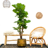 Ficus Lyrata vertakt – 180 cm – ⌀30