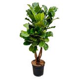 Ficus Lyrata vertikal XL - 200cm - ø32