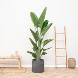 Strelitzia Augusta Multistamm XXL - 225 cm - ø40