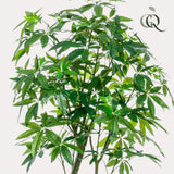 Kunstpflanze - Pachira Aquatica - Geldboom - 180 cm