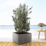 Olea Europaea strikt – 225 cm – Ø50