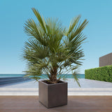 Chamaerops Humilis struik – 180 cm – Ø30