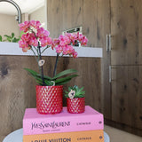 Kolibri-Orchideen | Rode Phalaenopsis Orchidee Kongo + Perlentopf rot - Topf Ø9cm | Bloeiende kamerplant - vers van de kweker