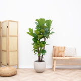 Ficus Lyrata vertikal XL - 200cm - ø32