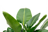Strelitzia Nicolai Luxus XXL - 250cm - ø40
