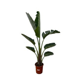 Strelitzia Augusta – 210 cm – ⌀30