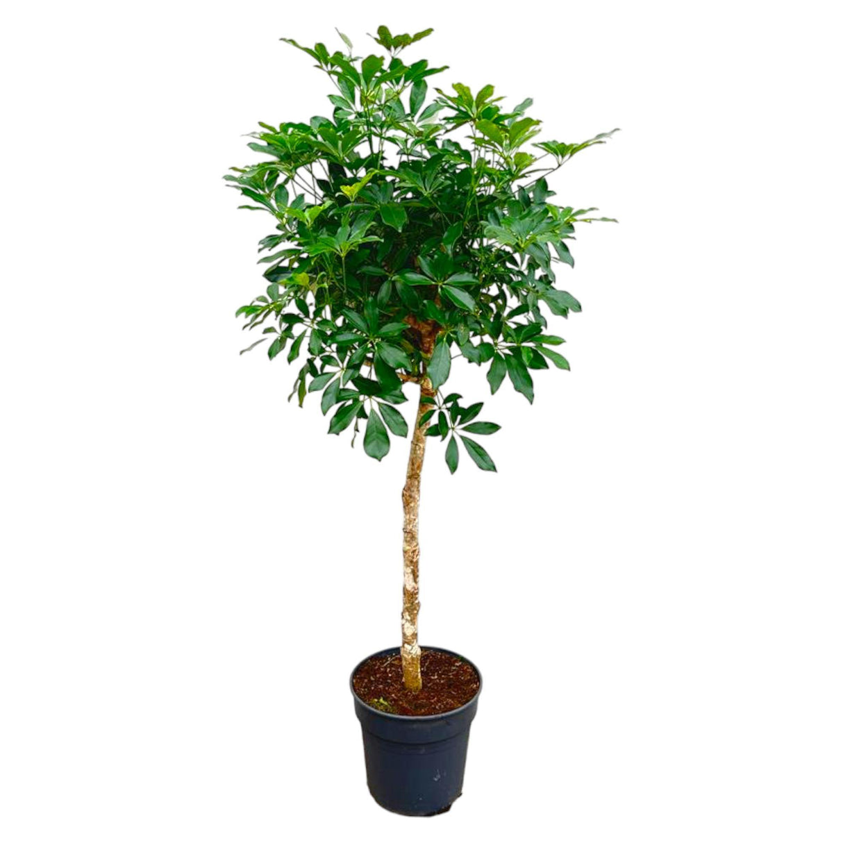 Schefflera auf Stamm – 180 cm – ø34