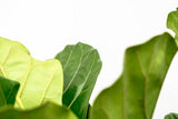 Ficus Lyrata vertikal XL - 200cm - ø32