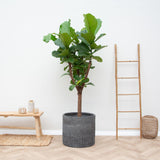 Ficus Lyrata-Ausleger – 180 cm – ⌀30