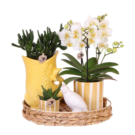 Kolibri-Unternehmen | Geschenkset Mediterraner Sonnenuntergang | Pflanzenset mit weißer Phalaenopsis Orchidee Lausanne und Sukkulenten inkl. Töpferkeramik