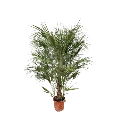 Chamaerops Humilis struik – 180 cm – Ø30