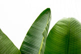 Luxuriöse Strelitzia Augusta XXL – 250 cm – ø38