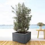Olea Europaea strikt – 225 cm – Ø50