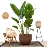 Luxuriöse Strelitzia Augusta XXL – 250 cm – ø38