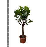 Ficus Lyrata Ausleger XXL - 210 cm - ø40