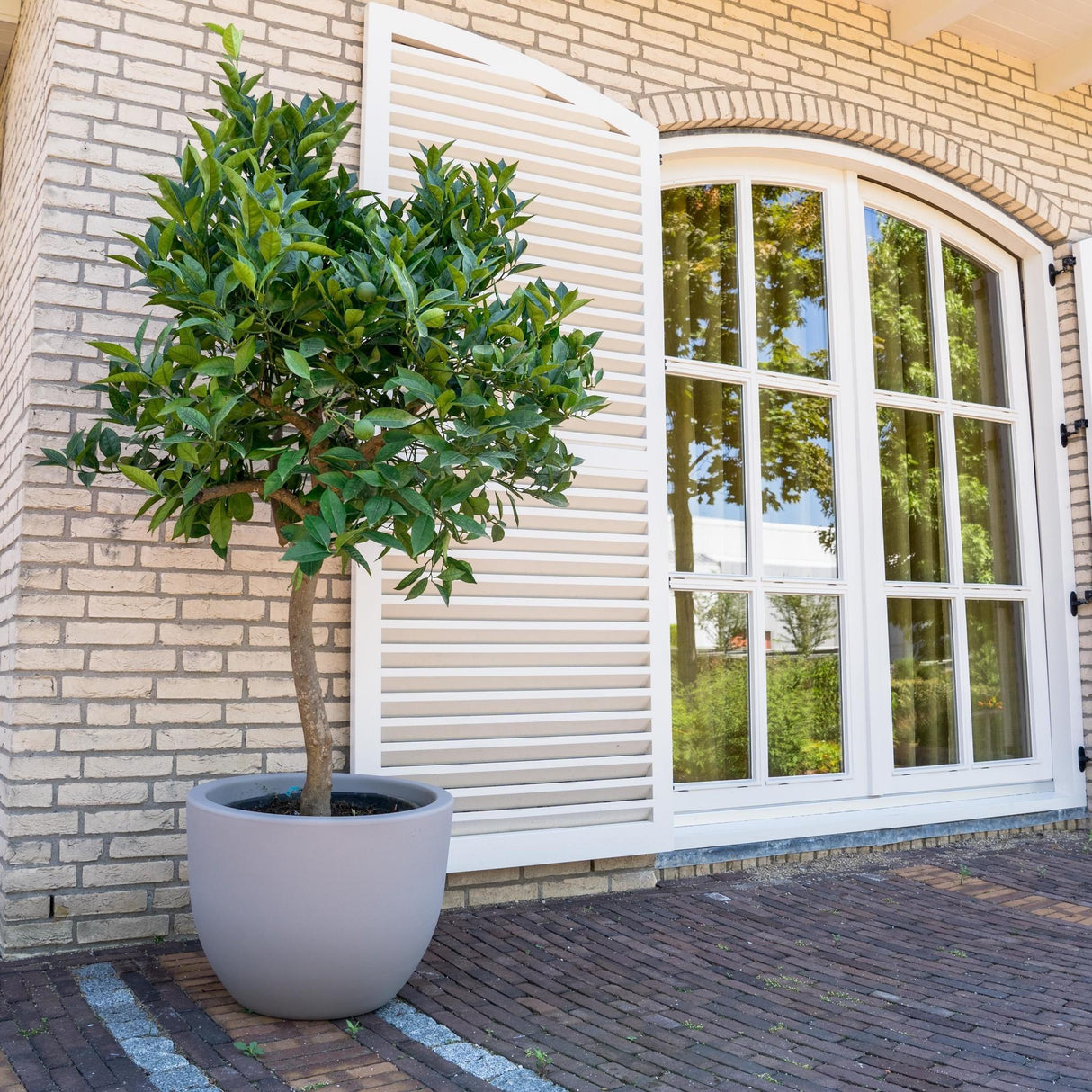 Sinaasappelboom – 225 cm – ø40