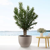Nerium Oleander Bonsai – 190 cm – ø45