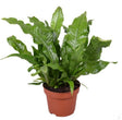 Livraison plante Microsorum Crocodyllus